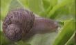 Cointe : course d'escargots